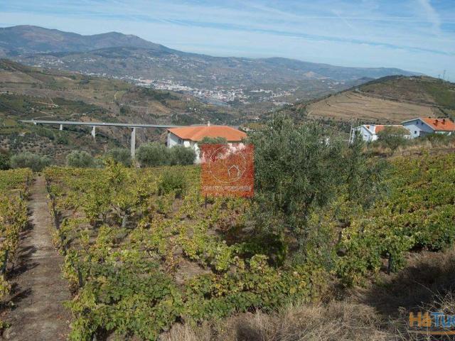 Terreno e vinha com vistas para o Douro | 26083543552