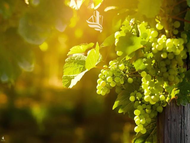 Terreno edificabile in vendita a Appiano Sulla Strada Del Vino