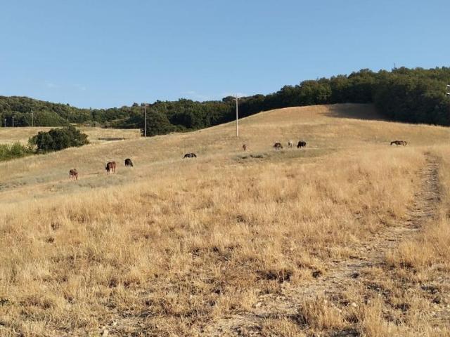 Terreno Edificabile in vendita a Casole d'Elsa