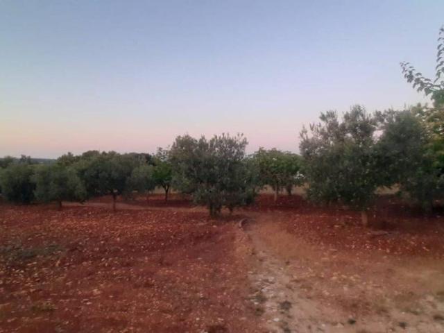 Terreno edificabile in vendita a Ostuni