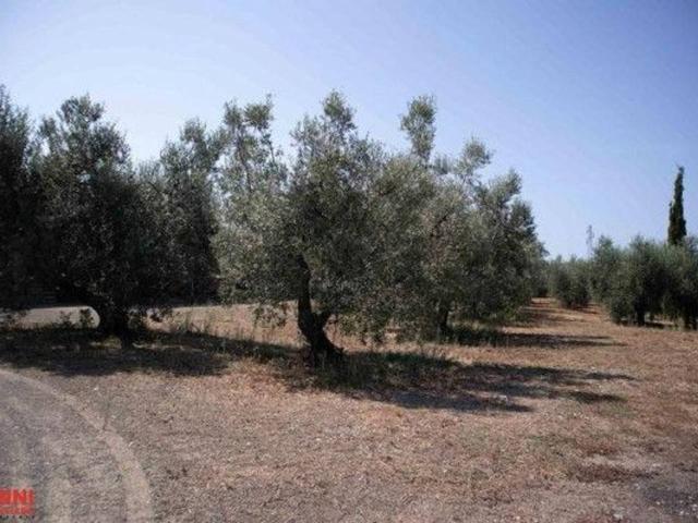 Terreno edificabile residenziale in vendita a Cecina