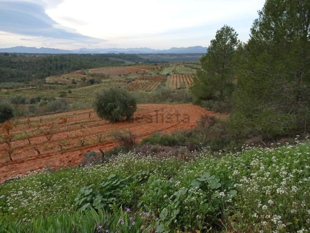 Terreno, El Masroig