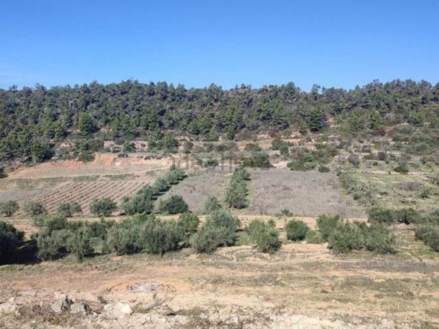 Terreno, El Masroig