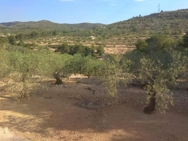 Terreno, El Perello
