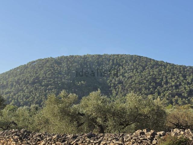 Terreno, El Perello