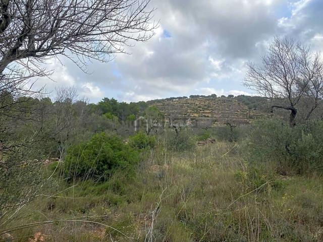 Terreno, El Perello