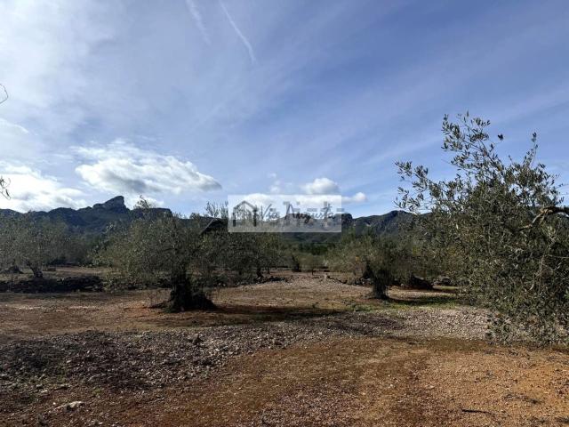 Terreno, El Perello