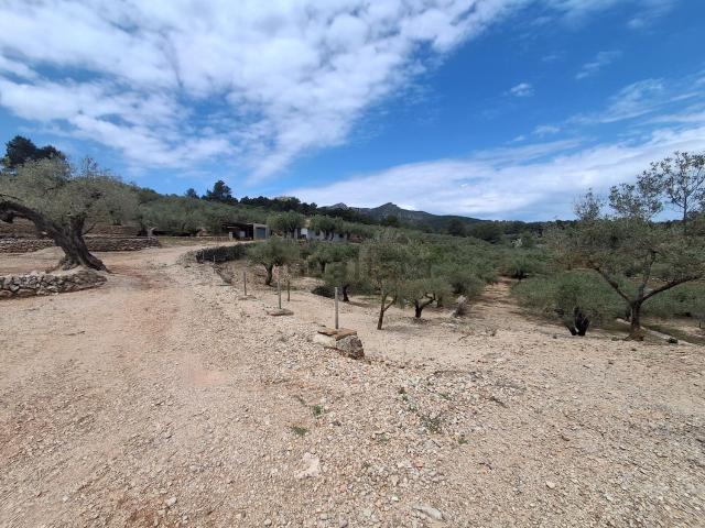 Terreno, El Perello