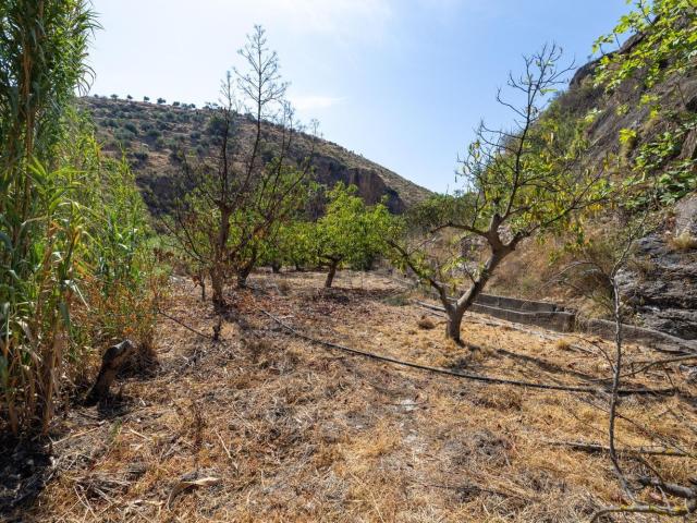 Terreno, El Pinar