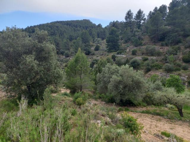 Terreno, El Pinell de Brai