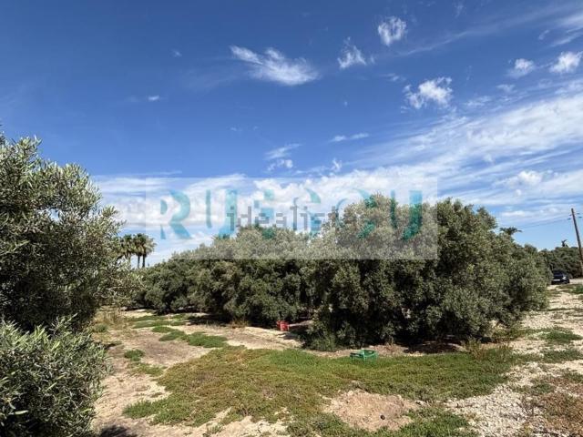 Terreno, Elche / Elx