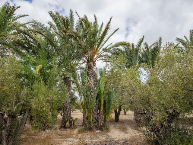 Terreno, Elche / Elx