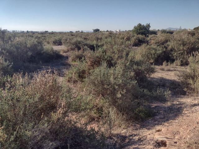 Terreno, Elche / Elx