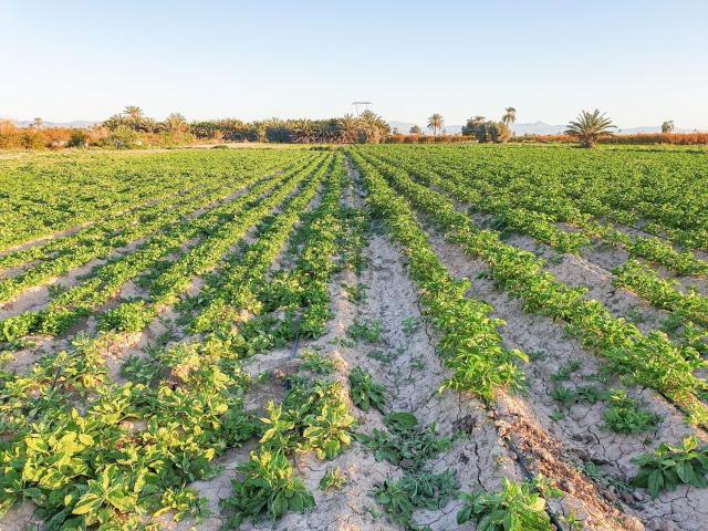 Terreno, Elche / Elx