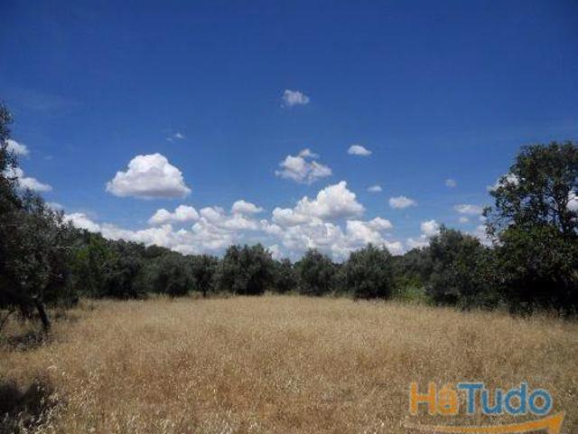 Terreno em Ourique com 16.500 m2. | 26080975262