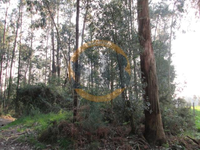 Terreno em Oliveira de Azeméis