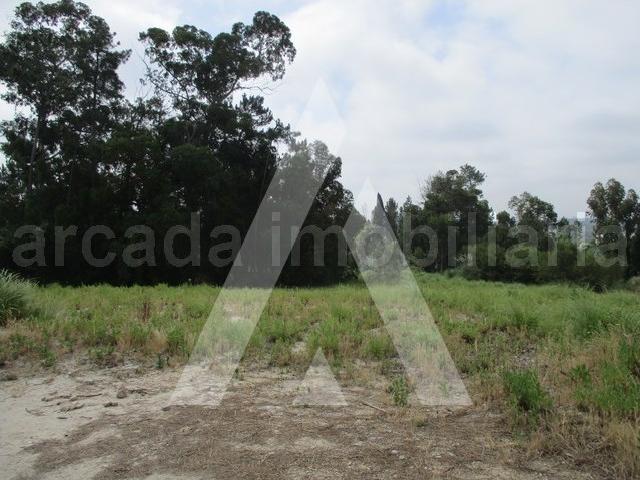 Terreno em Oliveira do Bairro