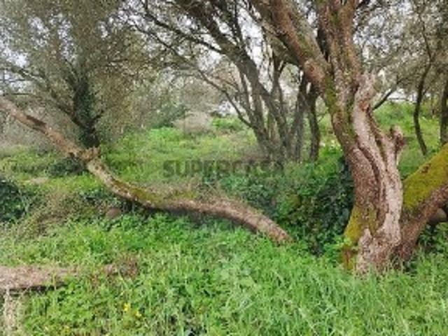 Terreno em Montelavar