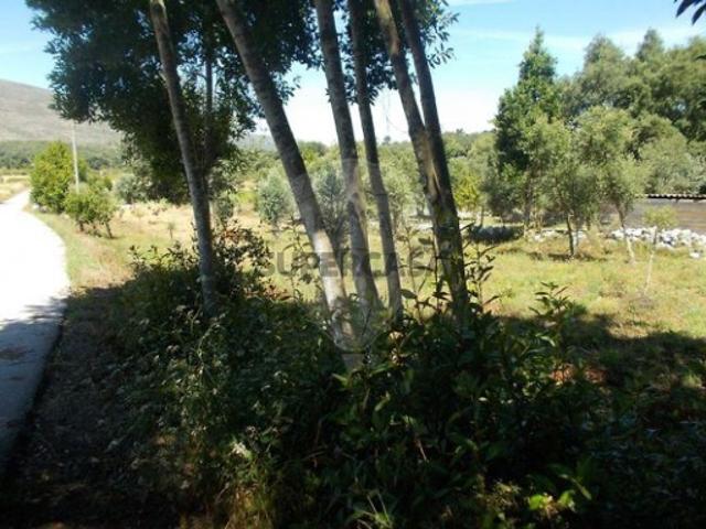 Terreno em Alvados e Alcaria