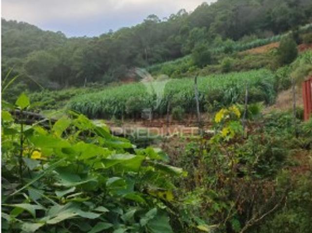 Terreno em Caniçal