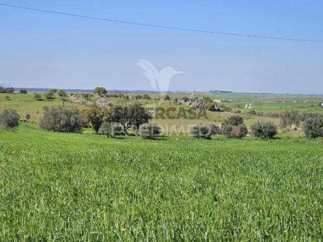Terreno em Castro Verde e Casével