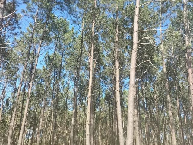 Terreno em CERRO Pataias