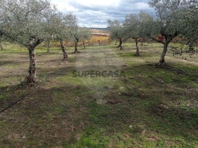 Terreno em Freixo de Espada À Cinta e Mazouco