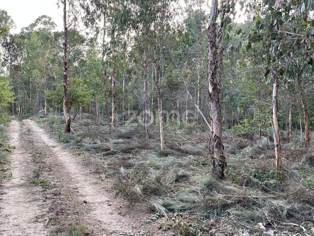 Terreno em Silgueiros para venda