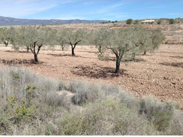 TERRENO EN MONOVAR