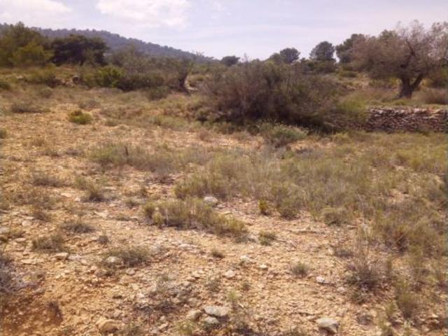 TERRENO EN MONOVAR