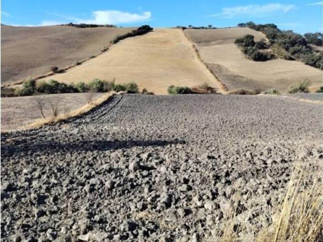 Terreno en Alquiler en Montecorto