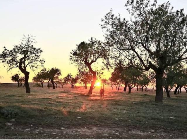 Terreno en Alquiler en Alòs de Balaguer