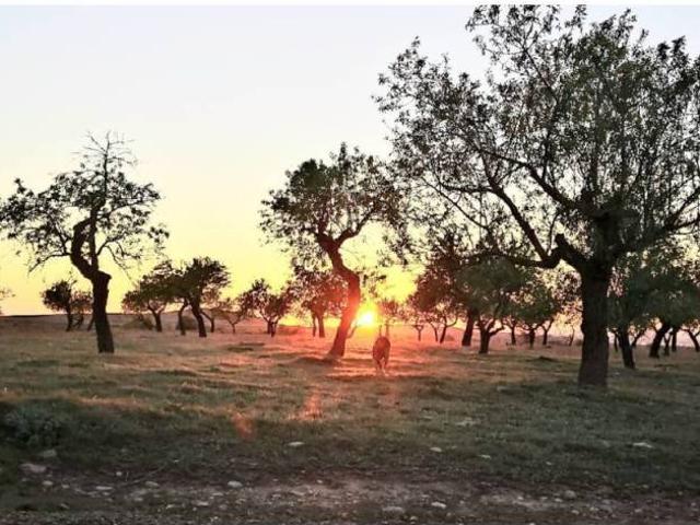 Terreno en Alquiler en Alòs de Balaguer
