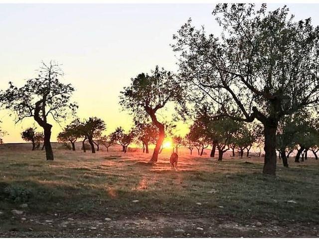 Terreno en alquiler en Alòs de Balaguer, de 21.790 m² por 13.500