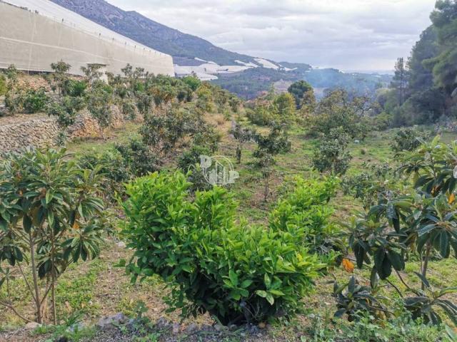 Terreno en Alquiler en Callosa d'en Sarrià