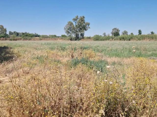 Terreno en Alquiler en La Coronada