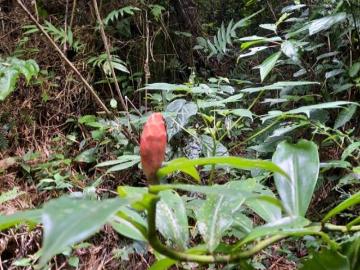 Terreno en Armando Zebadua, Ocozocoautla, Chiapas