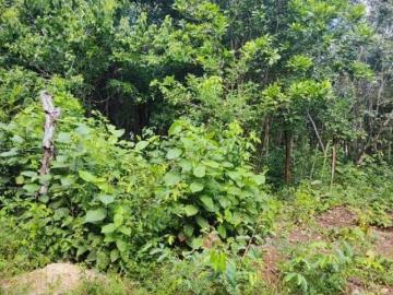 TERRENO EN BACALAR