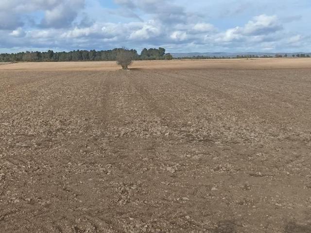 TERRENO EN CASAS DE MADRONA