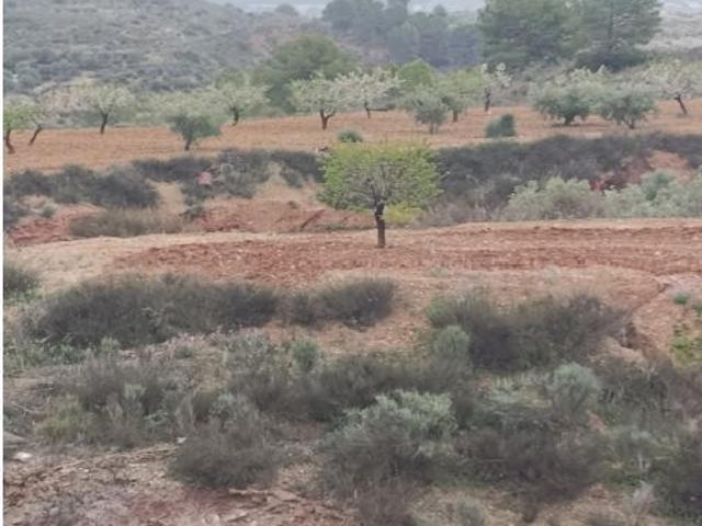 TERRENO EN CEHEGIN DE 88.031 METROS CUADRADOS