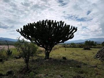 Terreno en La Purísima