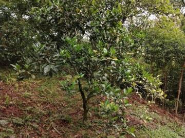 Terreno en san agustin