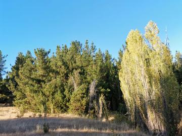 Terreno en San Rosendo