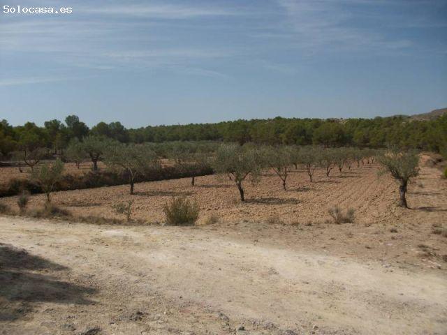 TERRENO EN SAX