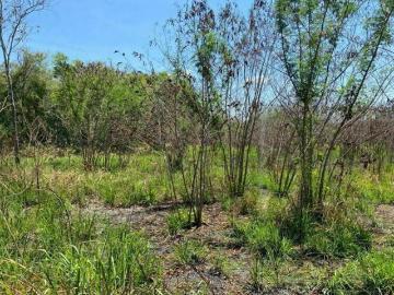 Terreno en Tekax 1,192 hectareas propiedad privada