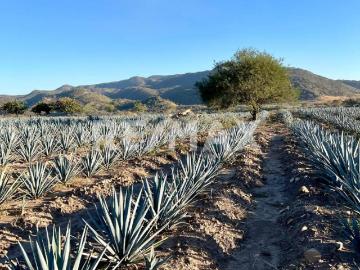 TERRENO EN TEQUILA JOYA DE OCOTES