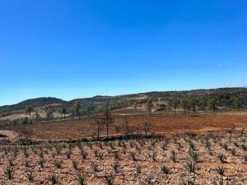 TERRENO EN TEQUILA JOYA DE OCOTES