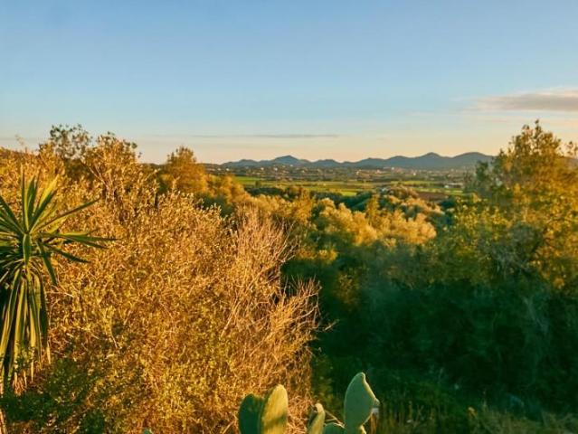 Terreno en venta Manacor