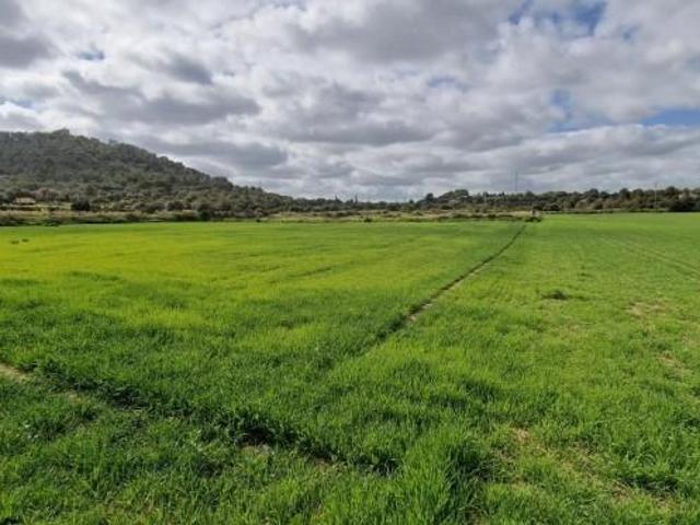 Terreno en venta Manacor