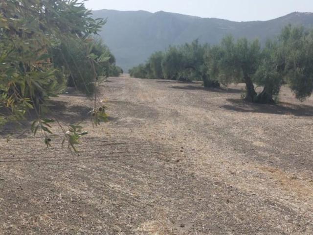 Terreno en venta Martos
